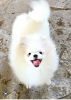 Photo №4. I will sell german spitz in the city of Belgrade. private announcement - price - negotiated