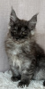 Photo №2 to announcement № 118442 for the sale of maine coon - buy in Poland breeder