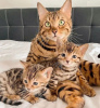 Photo №1. bengal cat - for sale in the city of Prague | negotiated | Announcement № 74543