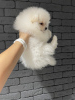 Photo №3. Spitz puppy. Germany