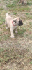 Photo №3. Bullmastiff puppies. Serbia