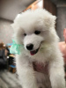 Additional photos: Samoyed Laika puppies