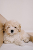 Photo №1. poodle (toy) - for sale in the city of Prague | negotiated | Announcement № 44597