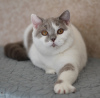 Photo №1. british shorthair - for sale in the city of Magnitogorsk | negotiated | Announcement № 102881