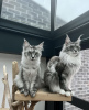 Additional photos: Maine coon grown