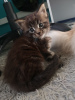 Photo №2 to announcement № 123187 for the sale of maine coon - buy in Germany private announcement, breeder