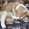 Photo №4. I will sell british shorthair in the city of Berlin. breeder - price - 317$