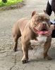 Additional photos: American Bully Dream