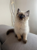 Photo №2 to announcement № 56836 for the sale of ragdoll - buy in New Zealand 