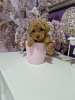 Photo №4. I will sell poodle (toy) in the city of Belgrade.  - price - 528$