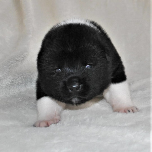 Photo №2 to announcement № 5937 for the sale of american akita - buy in Russian Federation breeder