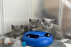 Photo №1. british shorthair - for sale in the city of Stockholm | negotiated | Announcement № 96283