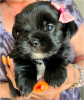 Photo №2 to announcement № 104237 for the sale of yorkshire terrier - buy in Germany 