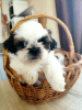 Photo №3. Shih Tzu puppies. Belarus