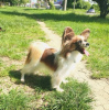 Photo №4. I will sell papillon dog in the city of Szczecin. breeder - price - 1057$