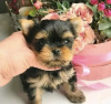 Photo №4. I will sell chihuahua in the city of Гамбург. private announcement, from nursery, from the shelter, breeder - price - 300$