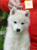 Photo №1. siberian husky - for sale in the city of Belgrade | 2113$ | Announcement № 117846