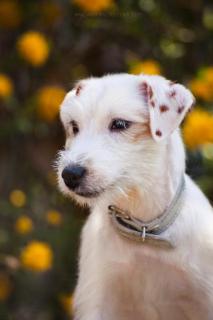 Photo №3. The bred puppy of Jack Russell Terrier is on sale. Russian Federation