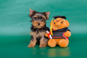 Photo №3. Yorkshire Terrier. Puppies. Russian Federation