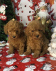 Photo №1. poodle (toy) - for sale in the city of New York | 700$ | Announcement № 11506