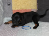 Additional photos: Polish wanted hound