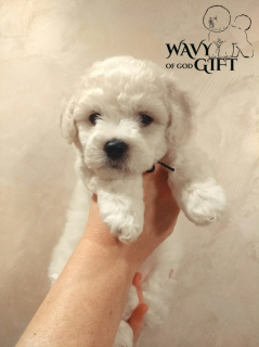 Photo №2 to announcement № 5739 for the sale of bichon frise - buy in Ukraine from nursery