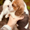 Photo №4. I will sell beagle in the city of Leipzig. private announcement - price - 380$