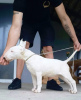 Additional photos: Standard bull terrier puppies