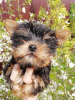 Additional photos: Baby-face Yorkie puppies are completely ready to go.