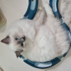 Photo №2 to announcement № 115741 for the sale of ragdoll - buy in Germany from the shelter, breeder