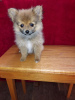 Photo №4. I will sell pomeranian in the city of Штутгарт.  - price - negotiated