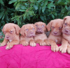 Photo №1. dogue de bordeaux - for sale in the city of Berlin | 300$ | Announcement № 70909