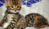 Photo №1. bengal cat - for sale in the city of Much | 300$ | Announcement № 83613