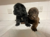 Photo №4. I will sell newfoundland dog in the city of Gdynia.  - price - Is free