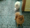Photo №2 to announcement № 64746 for the sale of pomeranian - buy in Switzerland breeder