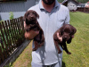 Additional photos: Labrador Retriever, chocolate brown litter