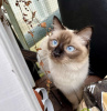 Photo №3. Siamese cat. Germany