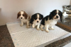 Photo №1. cavalier king charles spaniel - for sale in the city of Viersen | negotiated | Announcement № 123635