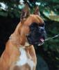 Photo №4. I will sell boxer in the city of Brest. private announcement, breeder - price - 560$