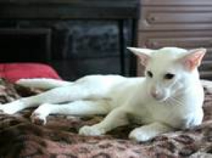 Photo №1. Mating service - breed: oriental shorthair. Price - 100$