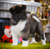 Photo №1. american akita - for sale in the city of Kharkov | negotiated | Announcement № 8205