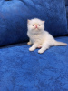 Additional photos: Selling Persian kittens of the Extreme type. Color Cream Point. 3 boys and 1