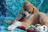 Photo №2 to announcement № 7549 for the sale of akita - buy in Ukraine private announcement, breeder