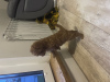 Additional photos: Miniature poodle for sale