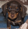 Photo №2 to announcement № 63460 for the sale of dachshund - buy in Russian Federation breeder