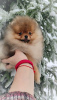 Photo №2 to announcement № 86008 for the sale of pomeranian - buy in Belarus breeder