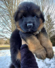 Photo №2 to announcement № 36963 for the sale of german shepherd - buy in United States breeder