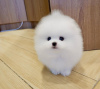 Photo №2 to announcement № 105083 for the sale of pomeranian - buy in United States private announcement