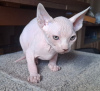 Additional photos: Three Sphynx boys are looking for a family.