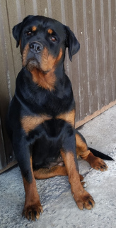 Photo №2 to announcement № 3427 for the sale of rottweiler - buy in Russian Federation private announcement, breeder